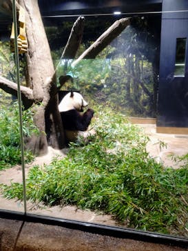 恩賜上野動物園に投稿された画像（2025/8/12）