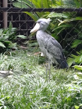 恩賜上野動物園に投稿された画像（2025/8/12）