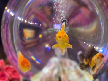 錦鯉・金魚アクアリウム in ときメッセに投稿された画像（2025/8/12）