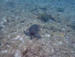 屋久島ダイビングステーション「まる」に投稿された画像（2025/8/12）