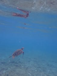 屋久島ダイビングステーション「まる」に投稿された画像（2025/8/12）