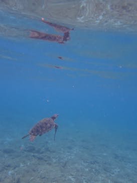 屋久島ダイビングステーション「まる」に投稿された画像（2025/8/12）