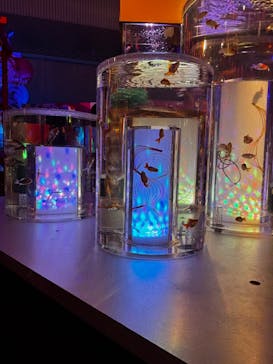 錦鯉・金魚アクアリウム in ときメッセに投稿された画像（2025/8/12）