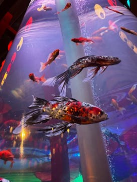 錦鯉・金魚アクアリウム in ときメッセに投稿された画像（2025/8/12）