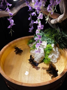 錦鯉・金魚アクアリウム in ときメッセに投稿された画像（2025/8/12）