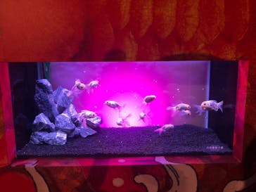 錦鯉・金魚アクアリウム in ときメッセに投稿された画像（2025/8/12）