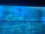 仙台うみの杜水族館に投稿された画像（2025/8/12）