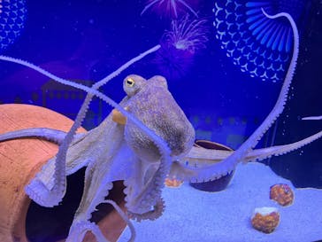 マクセル アクアパーク品川に投稿された画像（2025/8/12）