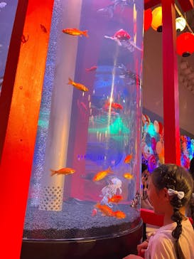 錦鯉・金魚アクアリウム in ときメッセに投稿された画像（2025/8/12）