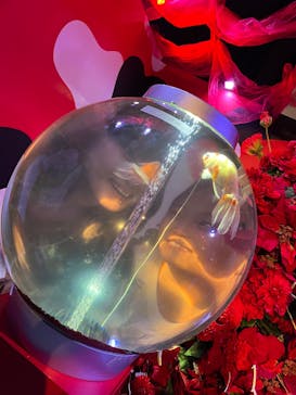 錦鯉・金魚アクアリウム in ときメッセに投稿された画像（2025/8/12）