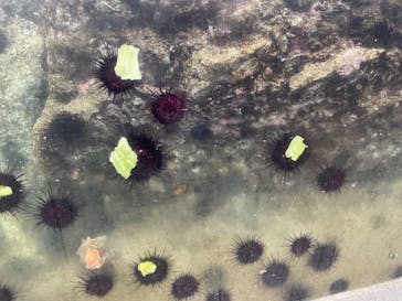 城崎マリンワールドに投稿された画像（2025/8/12）