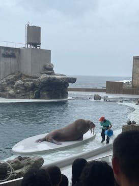 城崎マリンワールドに投稿された画像（2025/8/12）