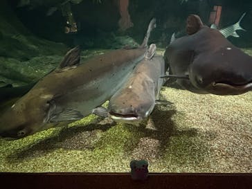 世界淡水魚園水族館　アクア・トトぎふに投稿された画像（2025/8/12）