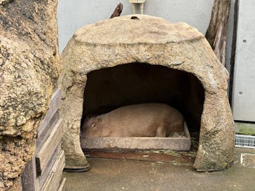 世界淡水魚園水族館　アクア・トトぎふに投稿された画像（2025/8/12）