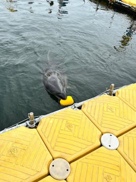 日間賀島ドルフィンビーチに投稿された画像（2025/8/12）