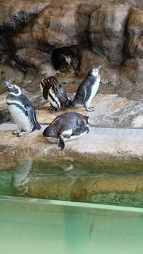 しながわ水族館に投稿された画像（2025/8/12）