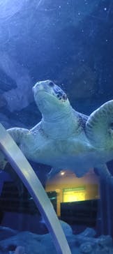 しながわ水族館に投稿された画像（2025/8/12）