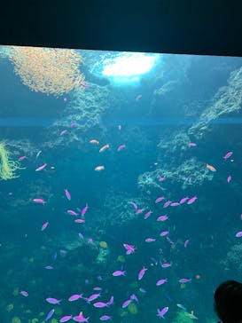 環境水族館アクアマリンふくしまに投稿された画像（2025/8/12）