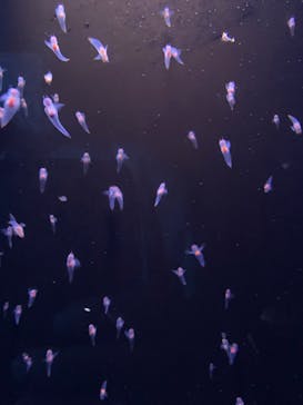 環境水族館アクアマリンふくしまに投稿された画像（2025/8/12）