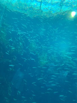 環境水族館アクアマリンふくしまに投稿された画像（2025/8/12）