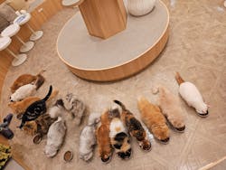 猫カフェモカ　イオンモール甲府昭和店に投稿された画像（2025/8/12）