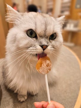 猫カフェモカ　イオンモール甲府昭和店に投稿された画像（2025/8/12）