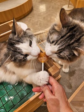 猫カフェモカ　イオンモール甲府昭和店に投稿された画像（2025/8/12）