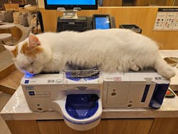 猫カフェモカ　イオンモール甲府昭和店に投稿された画像（2025/8/12）