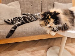 猫カフェモカ　イオンモール甲府昭和店に投稿された画像（2025/8/12）