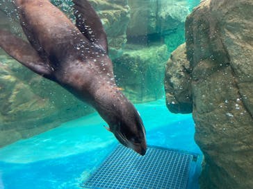 京都水族館に投稿された画像（2025/8/12）