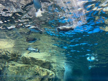 京都水族館に投稿された画像（2025/8/12）