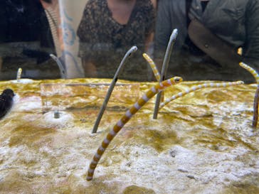 京都水族館に投稿された画像（2025/8/12）