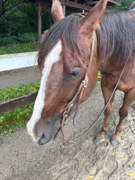 ホワイトサドルに投稿された画像（2025/8/12）