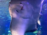 大分マリーンパレス水族館 「うみたまご」に投稿された画像（2025/8/12）