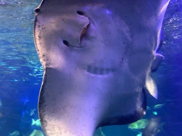 大分マリーンパレス水族館 「うみたまご」に投稿された画像（2025/8/12）