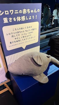 アクアワールド茨城県大洗水族館に投稿された画像（2025/8/12）