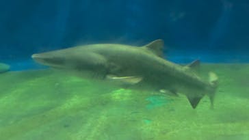 アクアワールド茨城県大洗水族館に投稿された画像（2025/8/12）