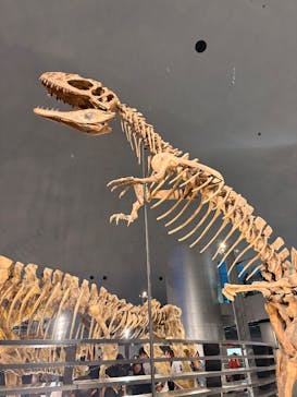 福井県立恐竜博物館に投稿された画像（2025/8/12）