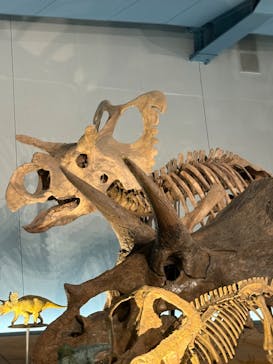 福井県立恐竜博物館に投稿された画像（2025/8/12）