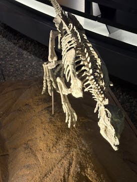福井県立恐竜博物館に投稿された画像（2025/8/12）