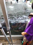 世界淡水魚園水族館　アクア・トトぎふに投稿された画像（2025/8/12）