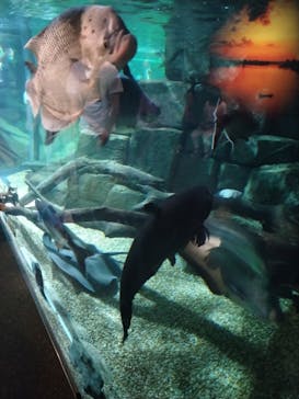 世界淡水魚園水族館　アクア・トトぎふに投稿された画像（2025/8/12）