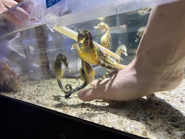 ゼロ距離水族館 伊勢シーパラダイスに投稿された画像（2025/8/12）