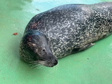 ゼロ距離水族館 伊勢シーパラダイスに投稿された画像（2025/8/12）