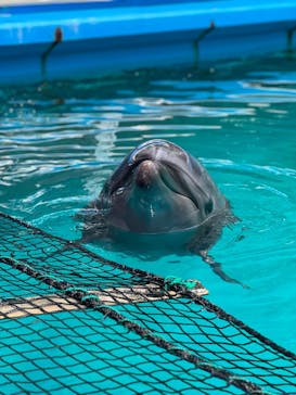 ゼロ距離水族館 伊勢シーパラダイスに投稿された画像（2025/8/12）