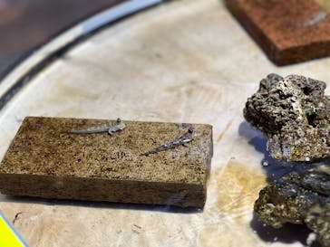 ゼロ距離水族館 伊勢シーパラダイスに投稿された画像（2025/8/12）