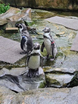 那須どうぶつ王国に投稿された画像（2025/8/12）