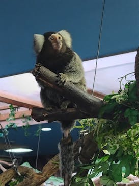 那須どうぶつ王国に投稿された画像（2025/8/12）