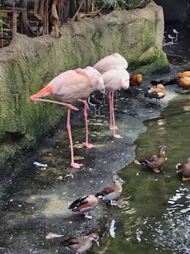 那須どうぶつ王国に投稿された画像（2025/8/12）