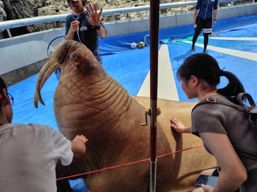 大分マリーンパレス水族館 「うみたまご」に投稿された画像（2025/8/12）